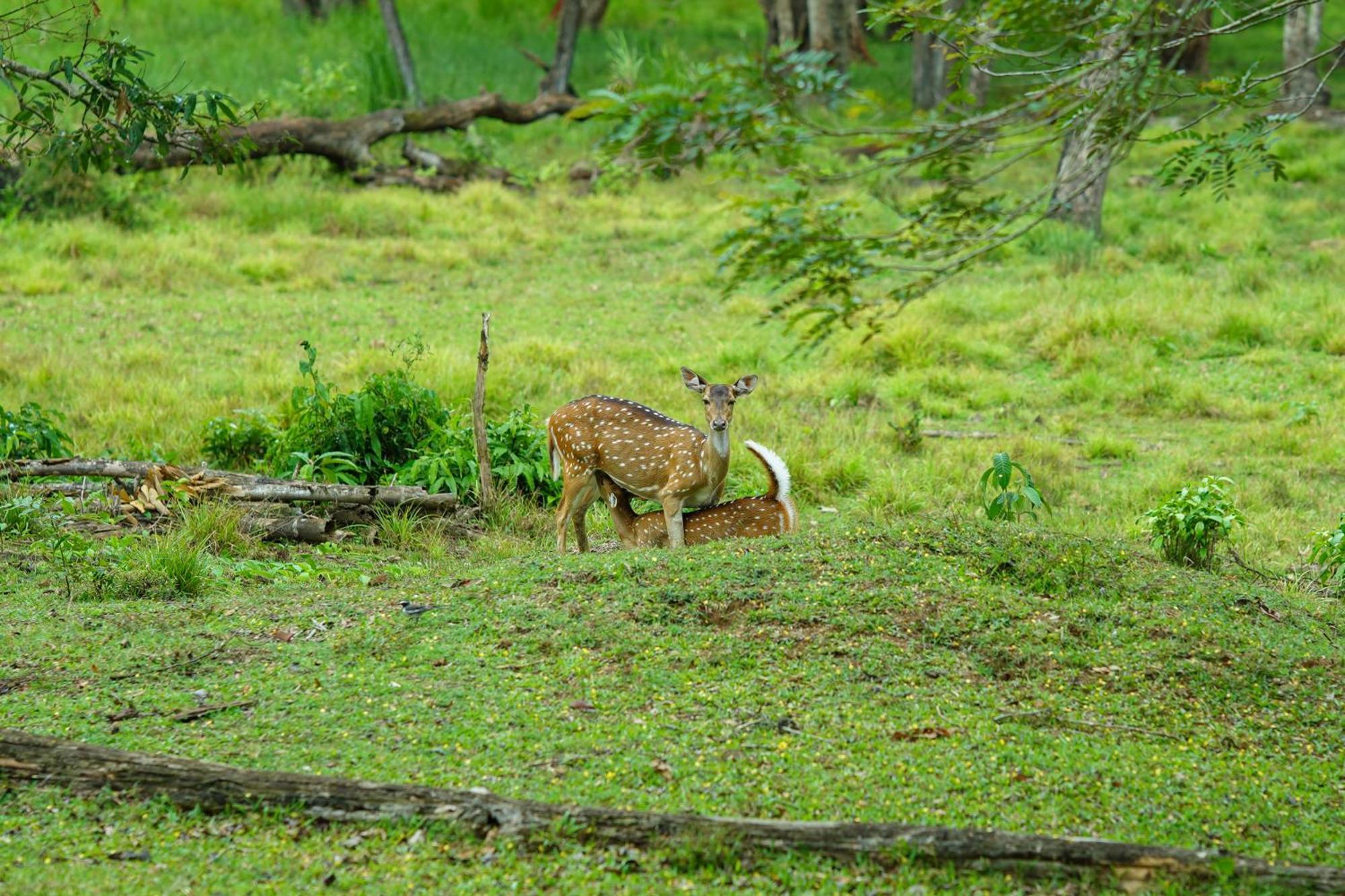 Kuruva Island Resort And Spa - By Kabini Breeze, Wayanad 玛纳多迪 外观 照片